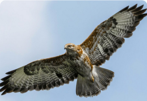 Flygkonstnärer med skarpa ögon Vorschau