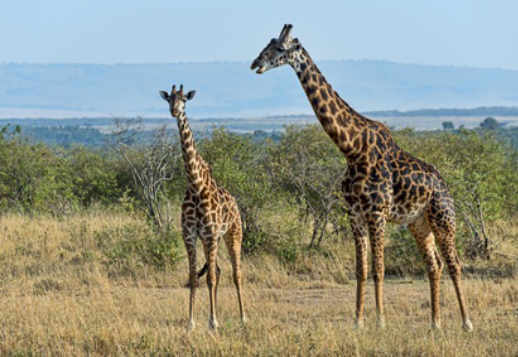 Giraffen Vorschau