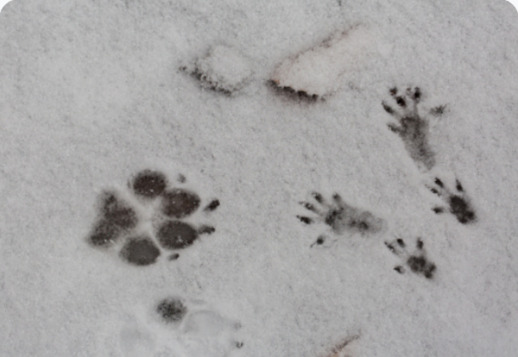 På spårjakt i snön Vorschau