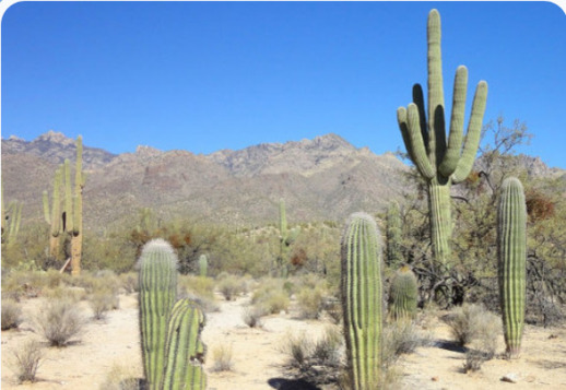 Saguarokaktusen